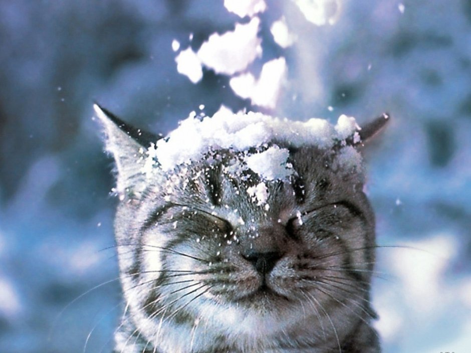 Кошки зимой