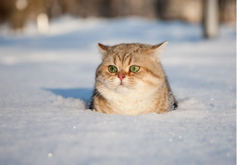 Аляскинский снежный кот