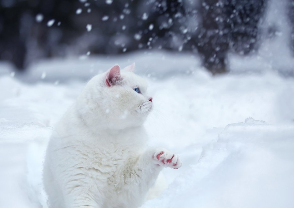 Черная кошка в снегу