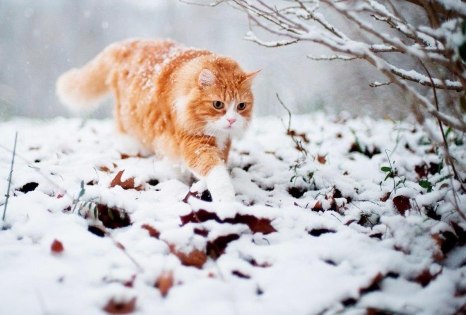 Кот на морозе