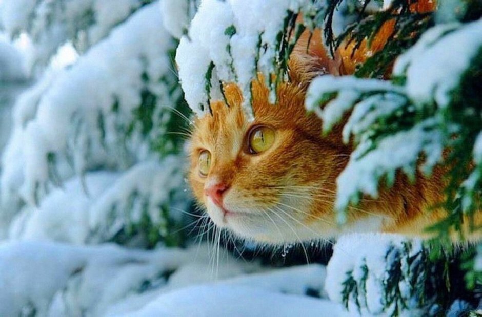 Смешной кот в снегу