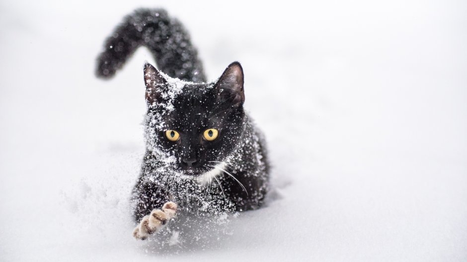 Котик в снегу