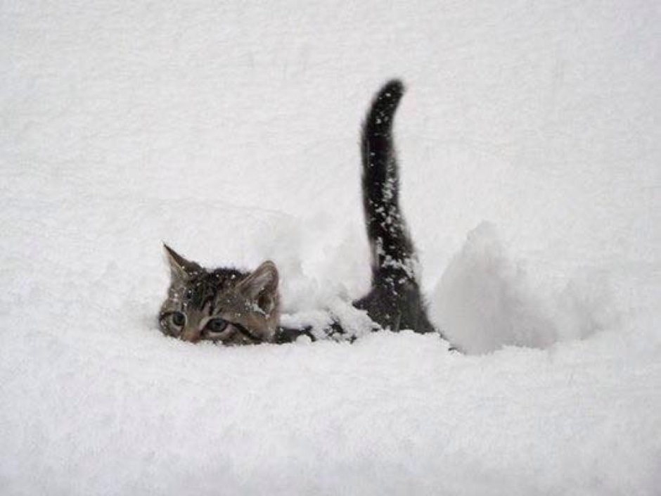 Кот в снегу