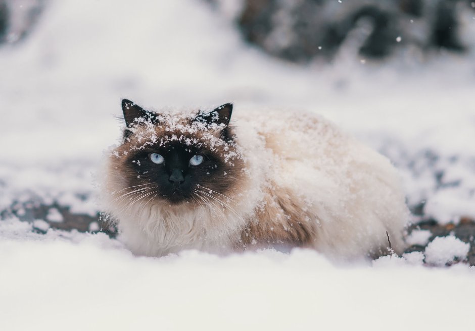 Котенок в снегу картинки