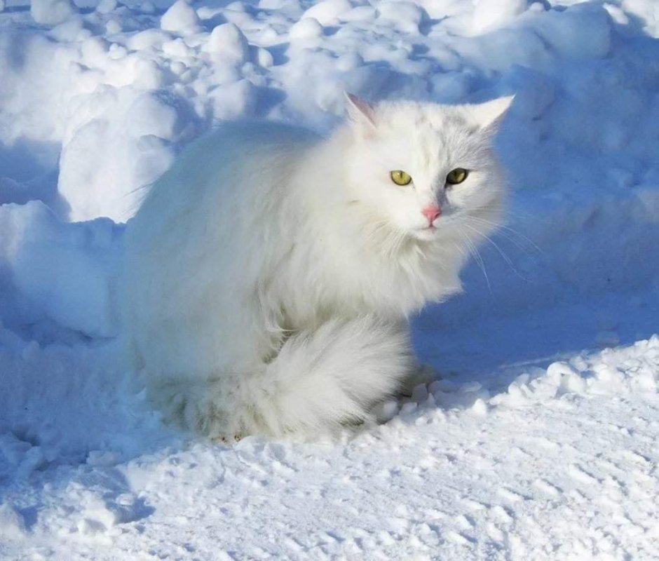 Рыжие коты зимой