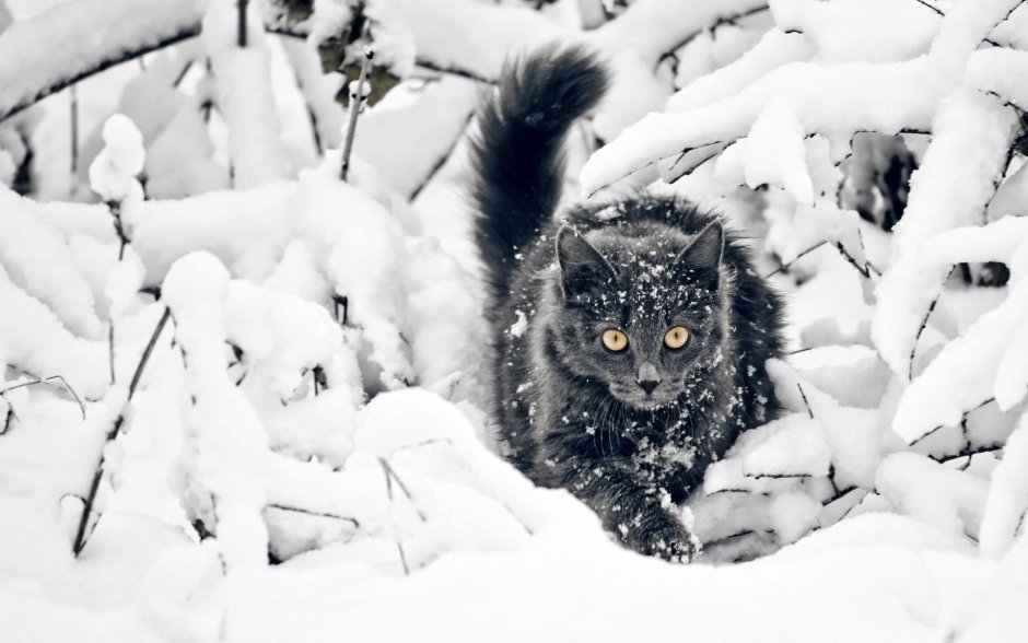 Кот спрятался в снегу