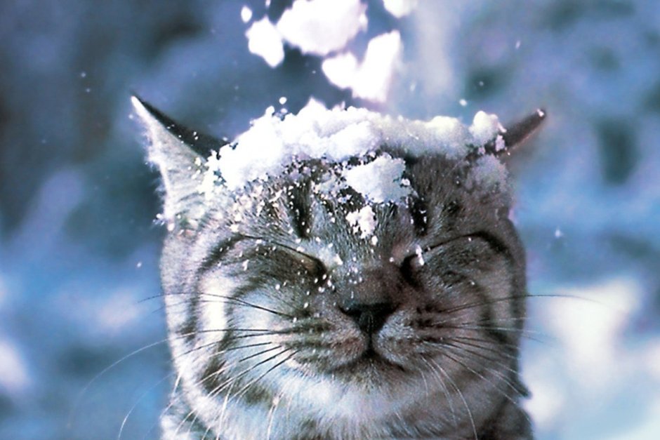Кот в снегу
