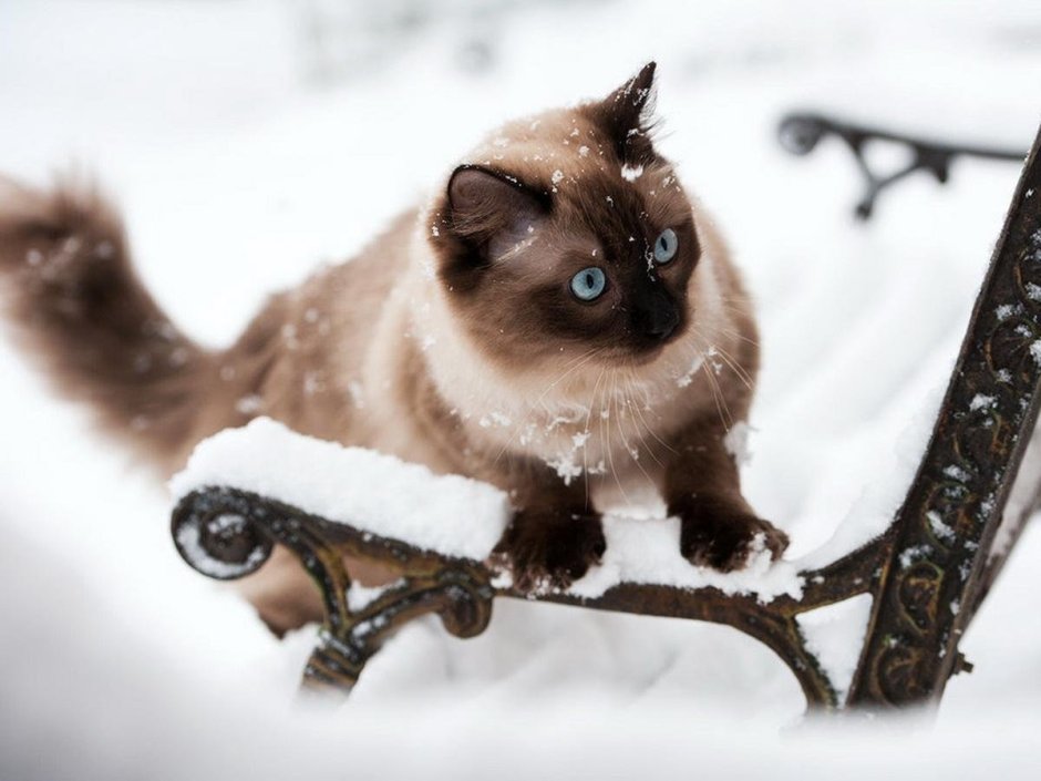 Зимние котики