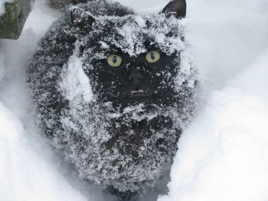 Новогодний котик