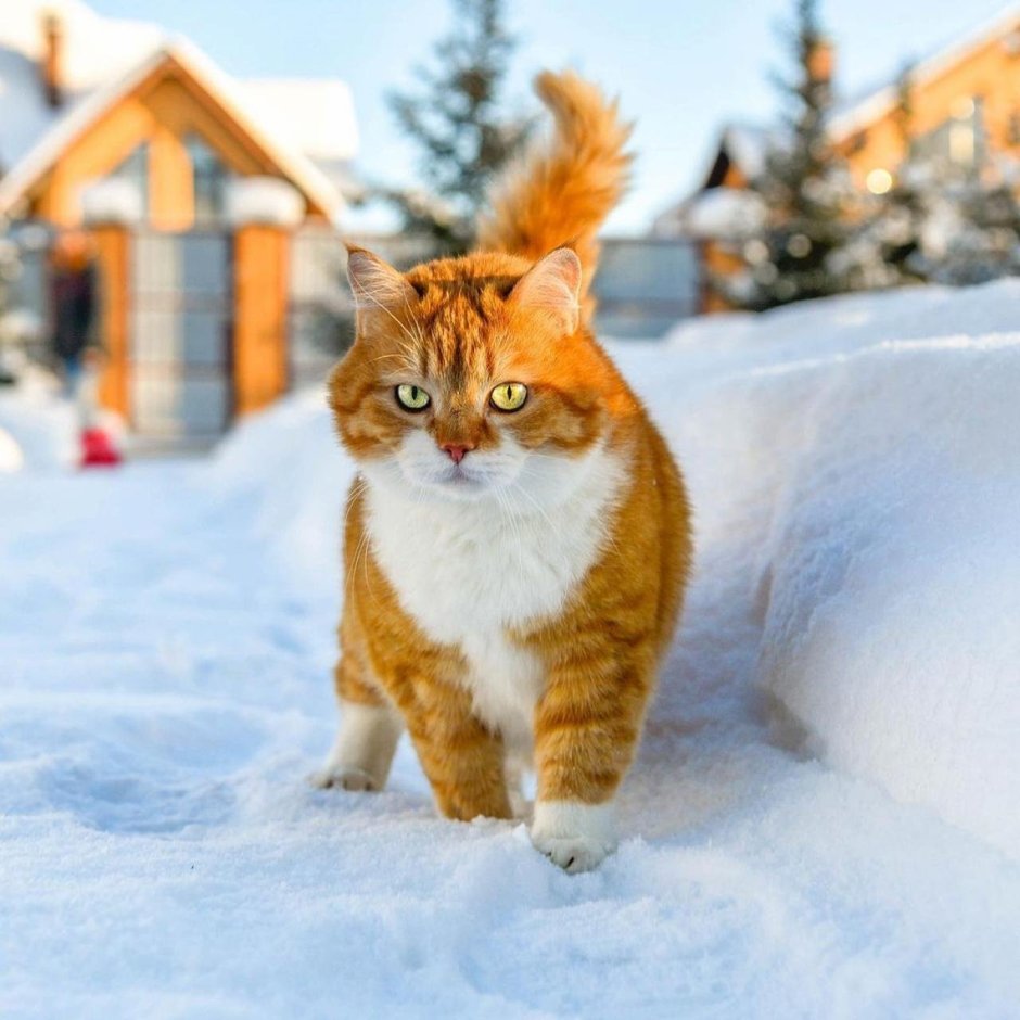 Кот в снегу