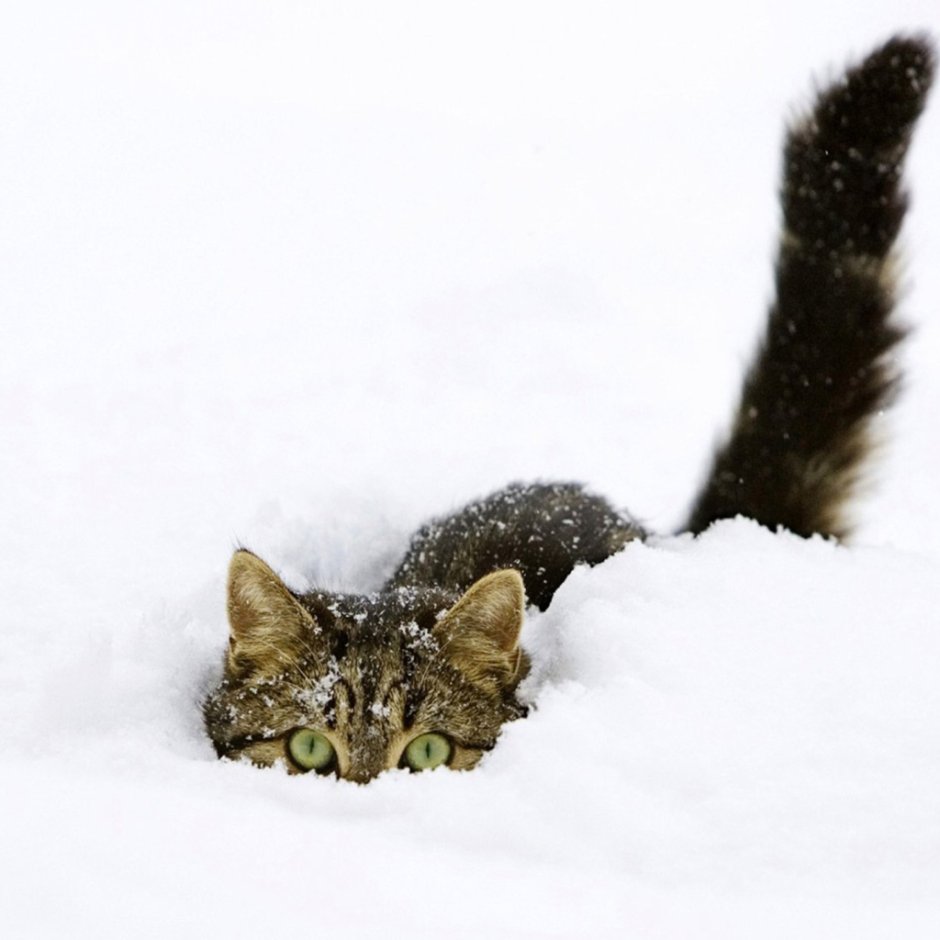 Кот снежок