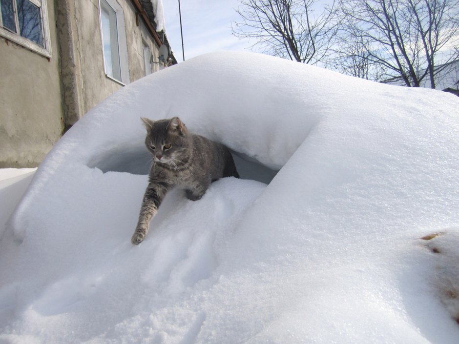 Первый снег коты