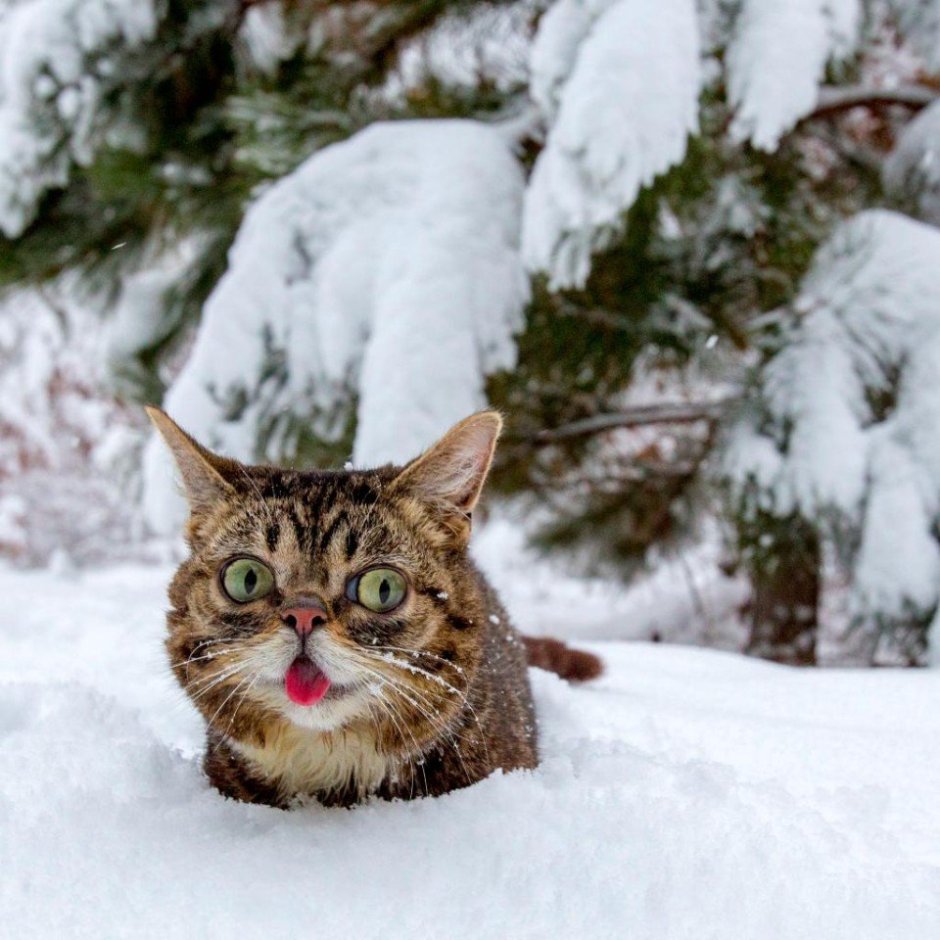Кот в зимнем лесу