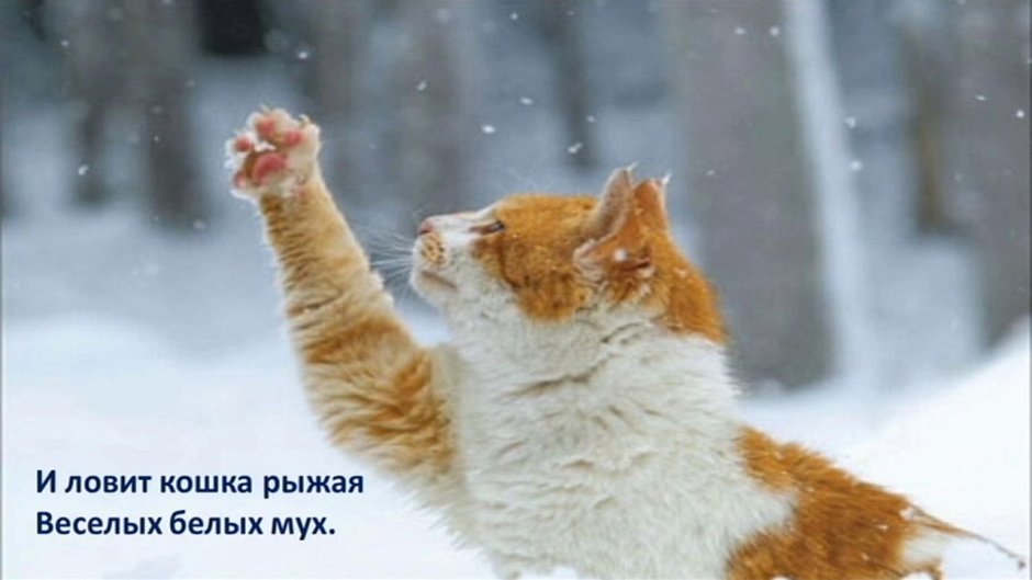 Белая кошка по снегу