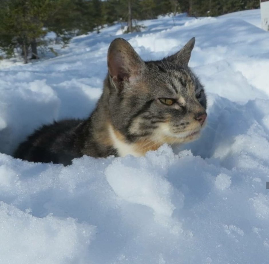 Зимний кот