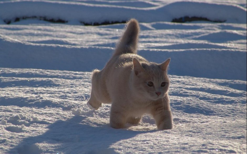 Кошка зима