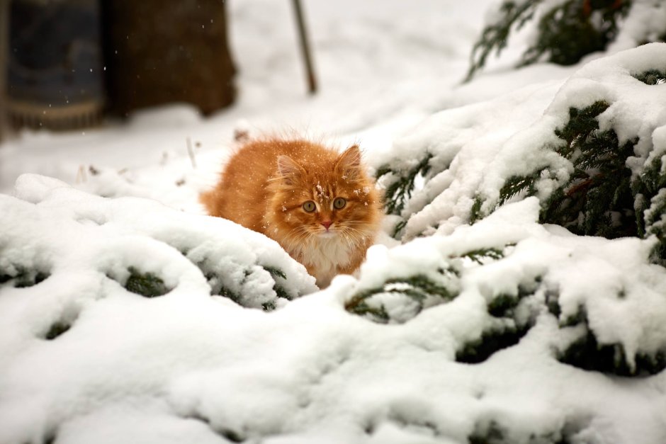 Рыжий кот в снегу
