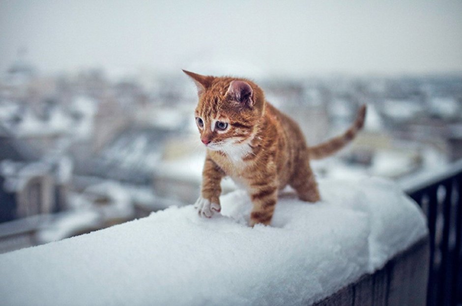 Кошка на улице зимой