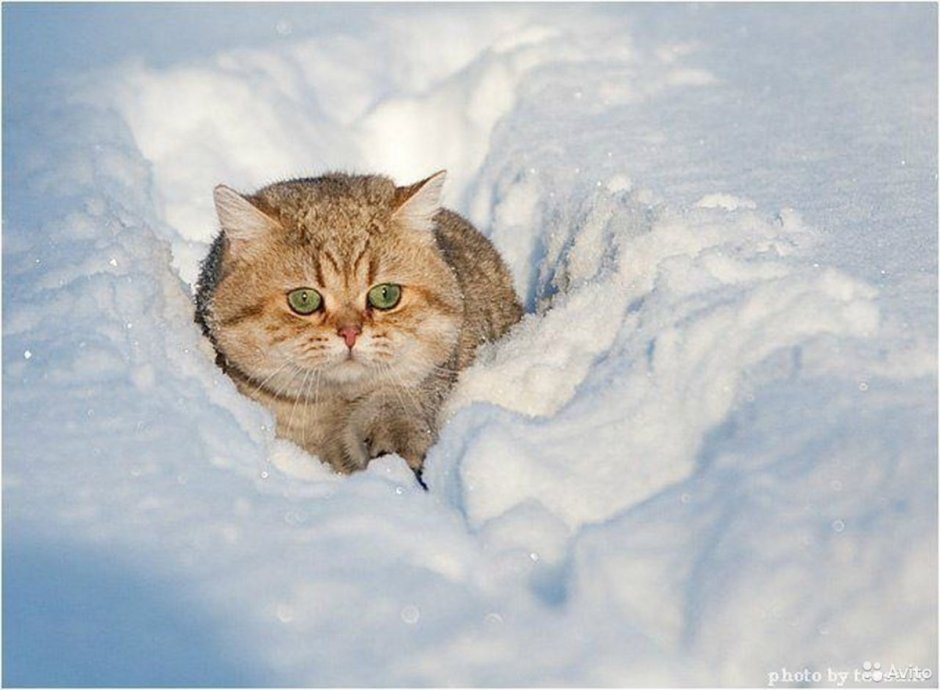Кот в сугробе