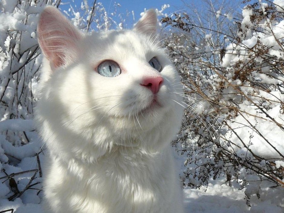 Снежный кот