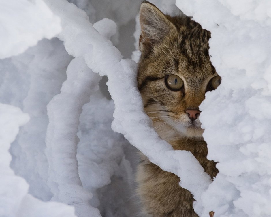 Кот в снегу