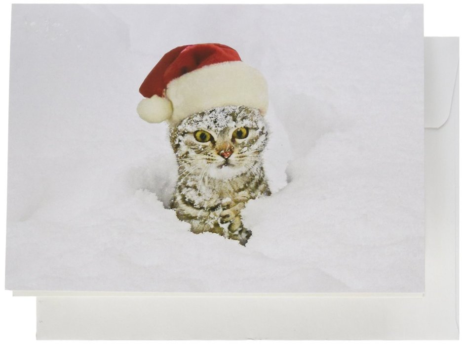 Новогодний котик в снегу