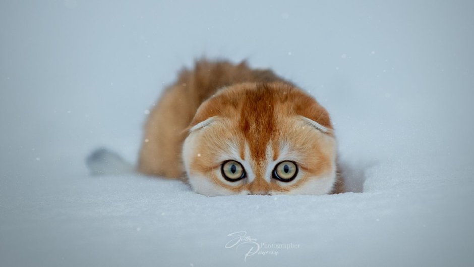 Жалобный котик