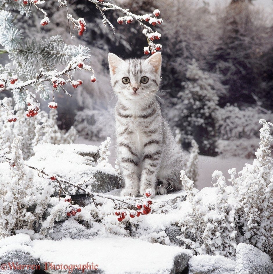 Кошки зимой