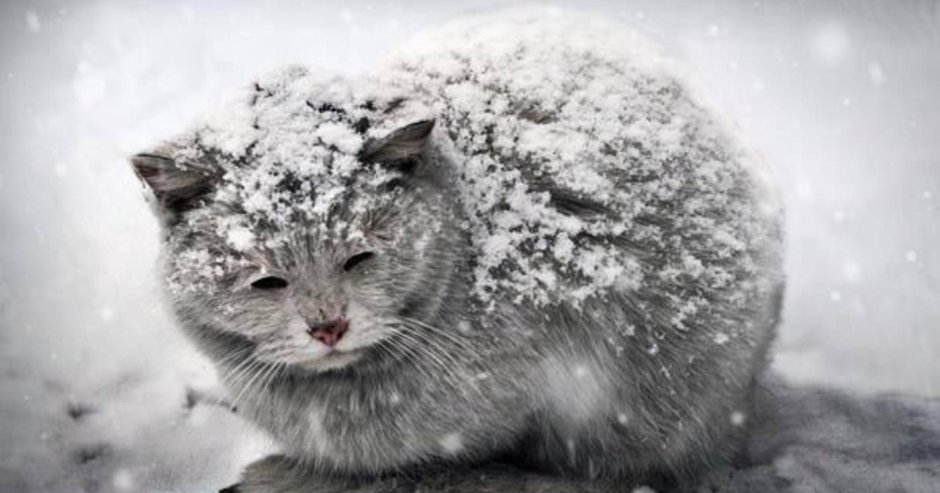 Бездомный кот в снегу