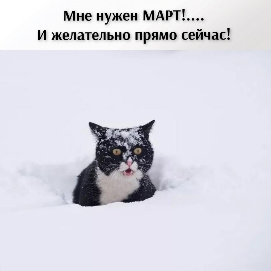 Белая кошка по снегу