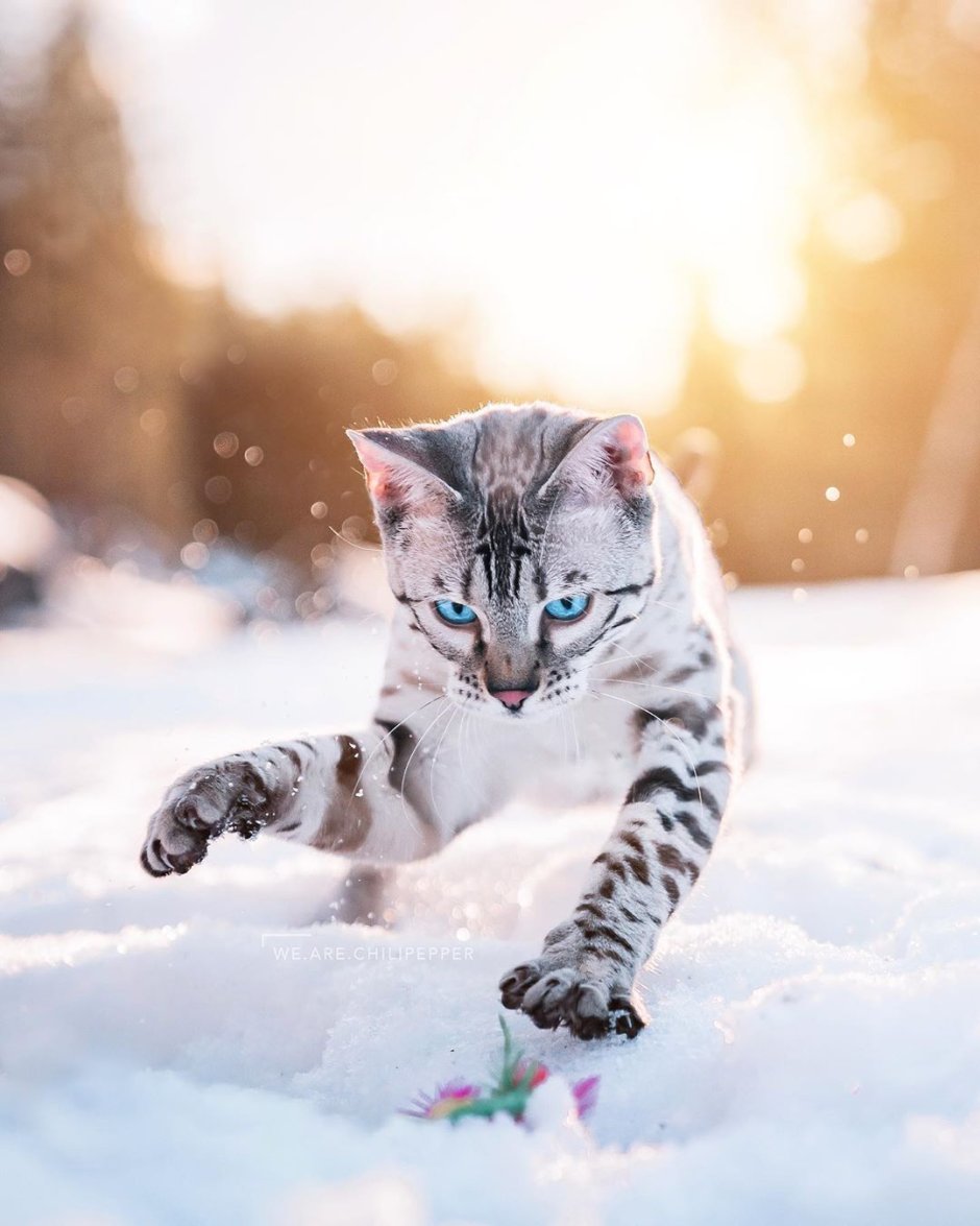 Кот в снегу