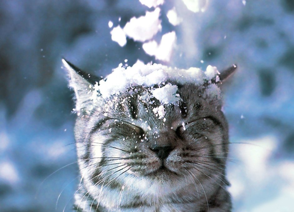 Кот в снегу