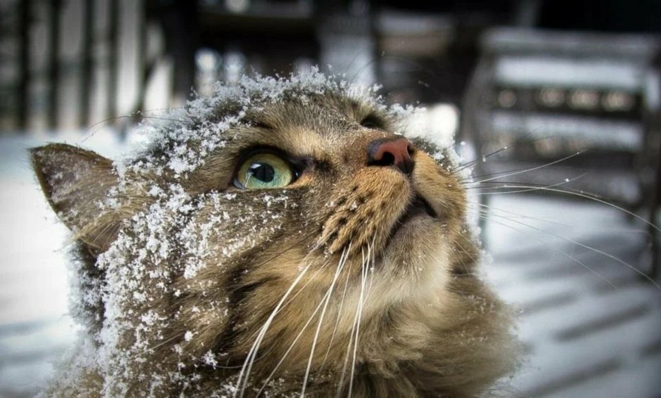 Кот в снегу