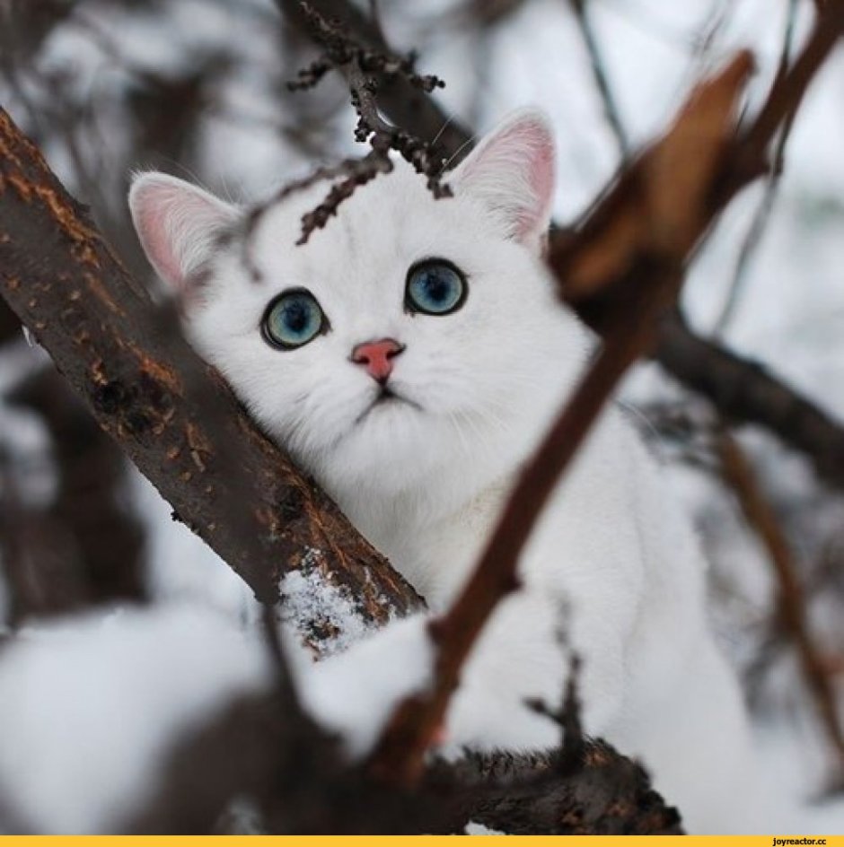 Котята зимой