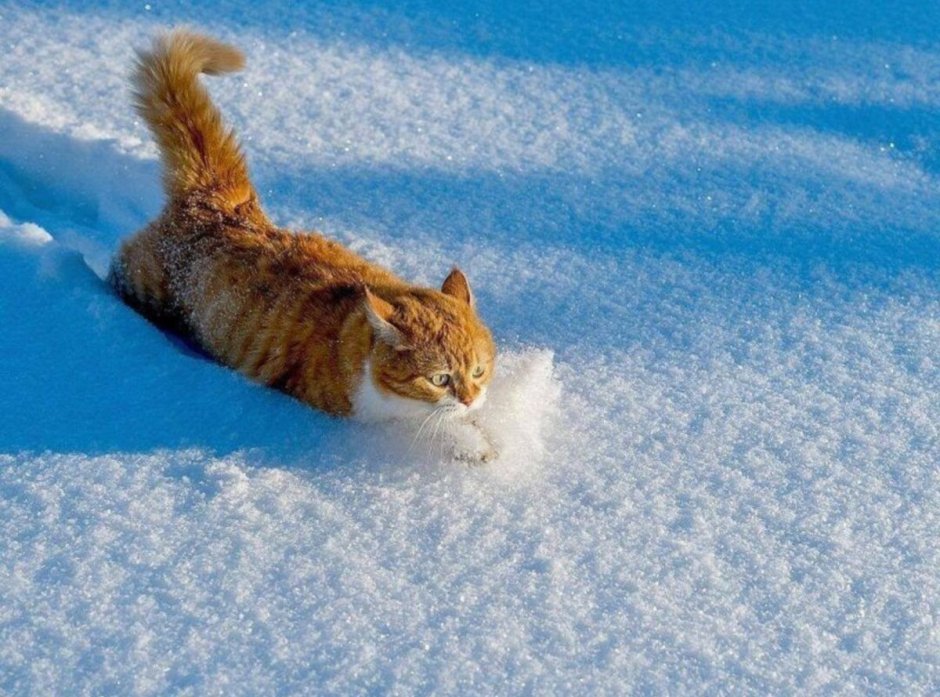 Кот бежит по снегу