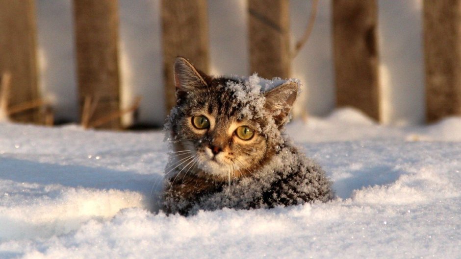 Коты зимой