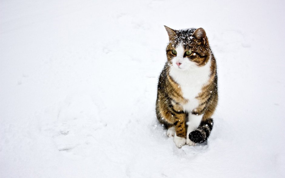 Кот зима