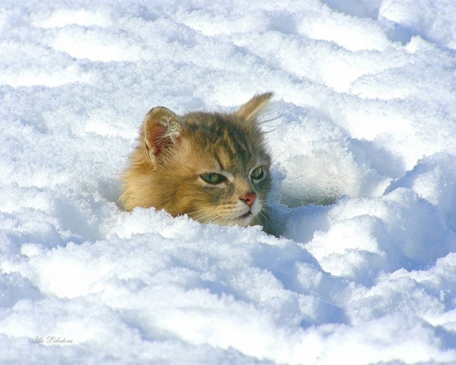 Котенок в снегу