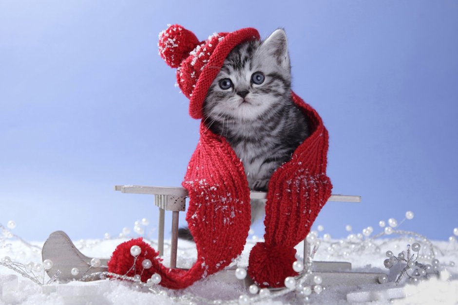 Котенок в снегу
