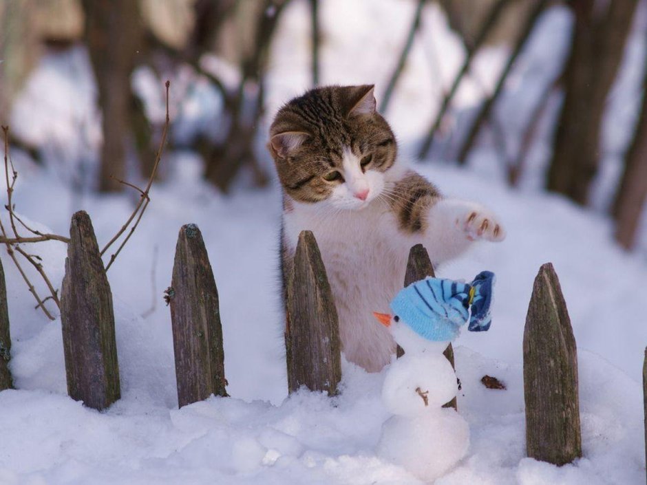 Зимние смешные коты