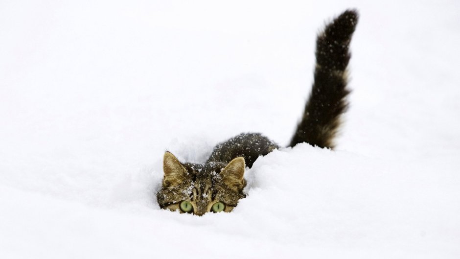 Кошки зимой