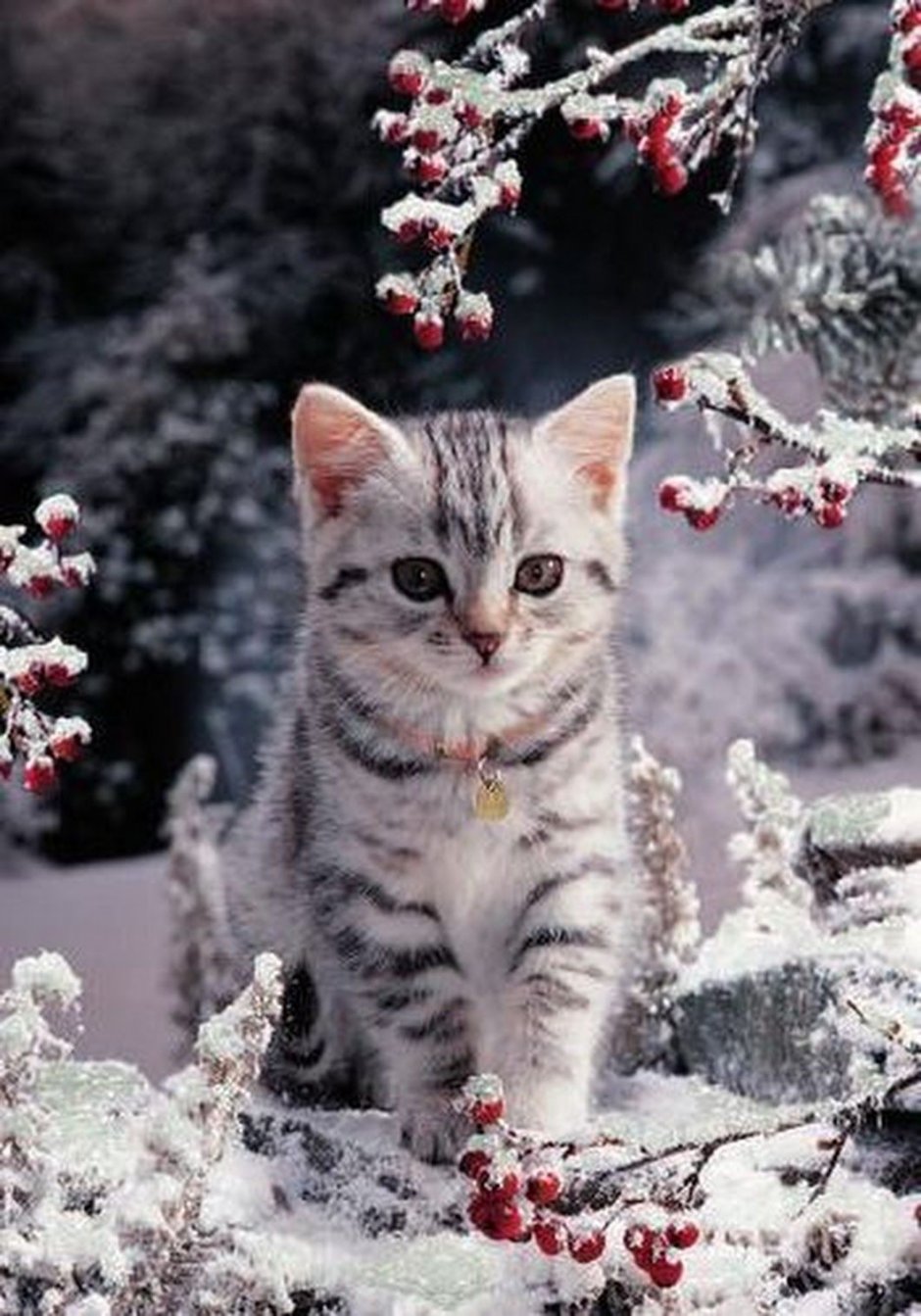 Зимние котики
