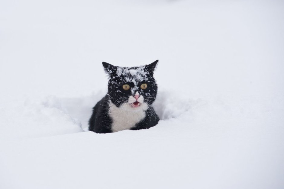 Кошка в сугробе
