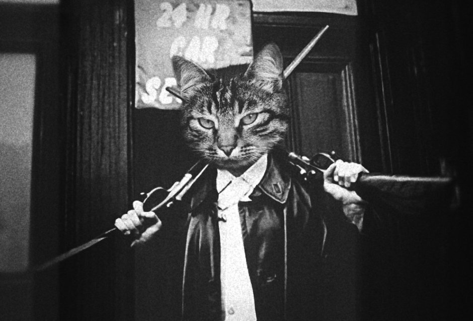 Крутой кот