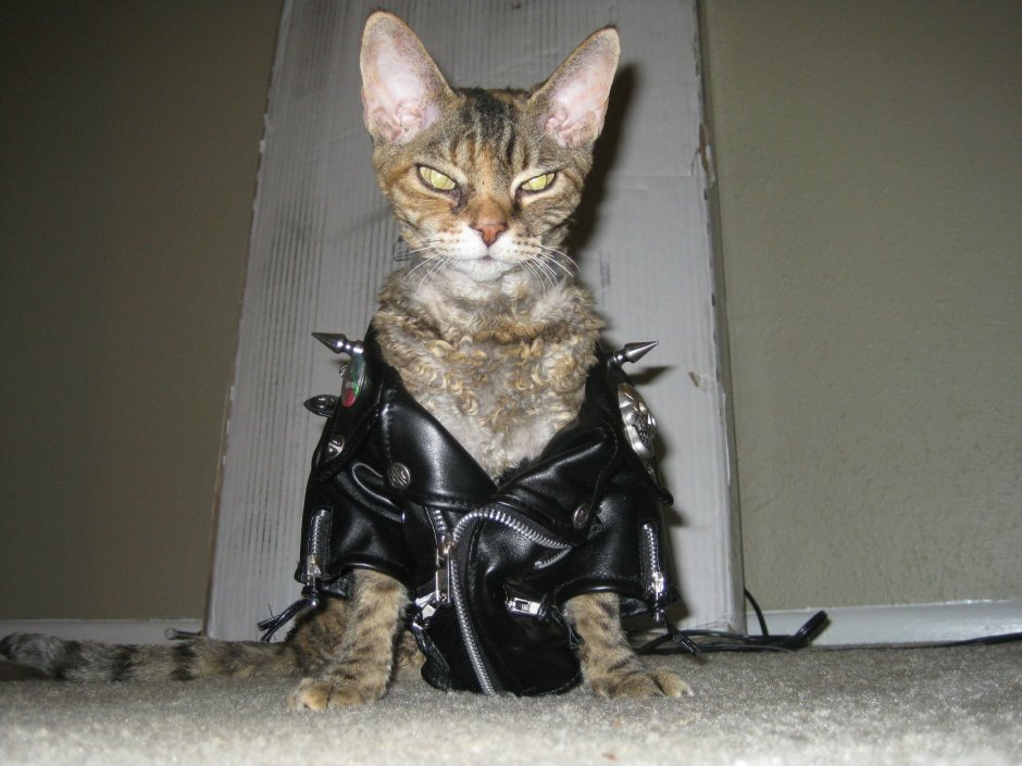 Кошка в косухе
