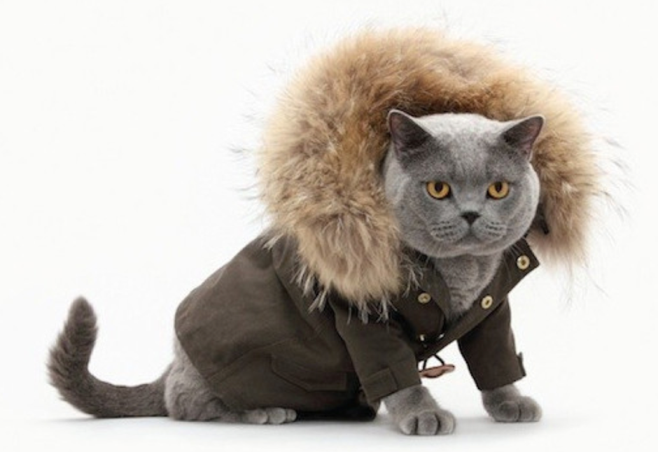 Котик в курточке