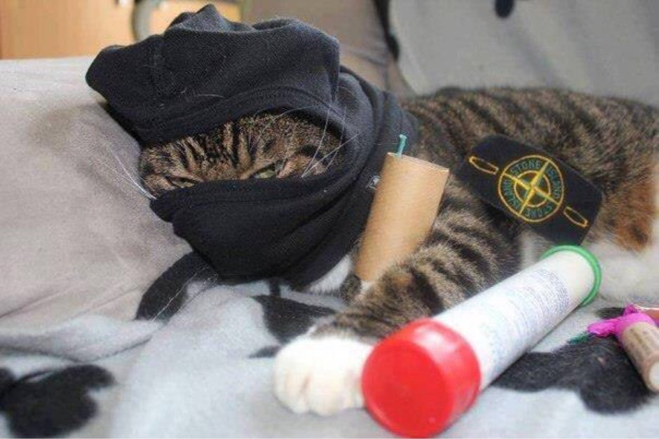 Кот спецназовец