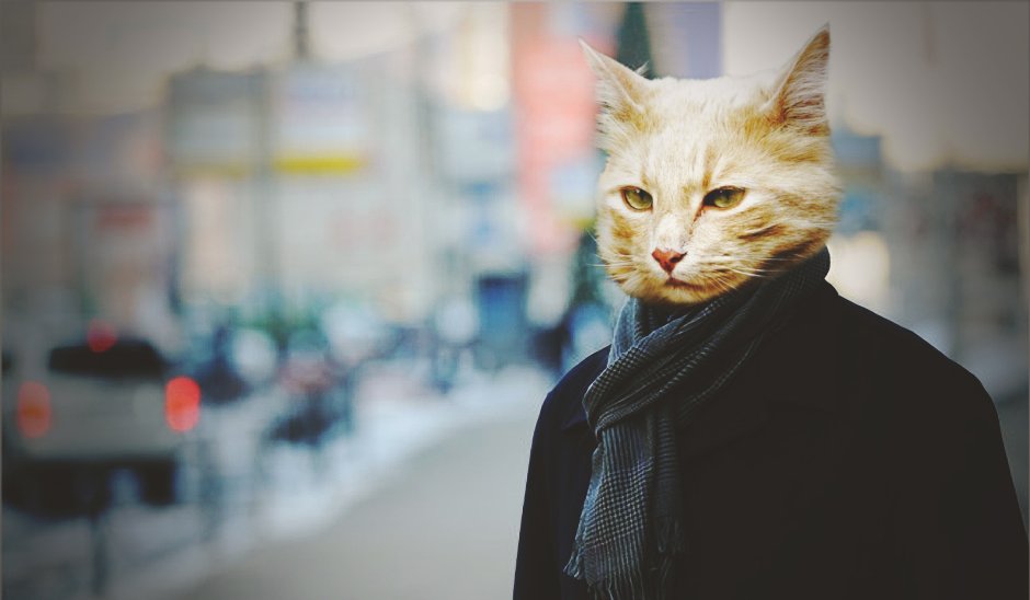 Кошка на голове у человека