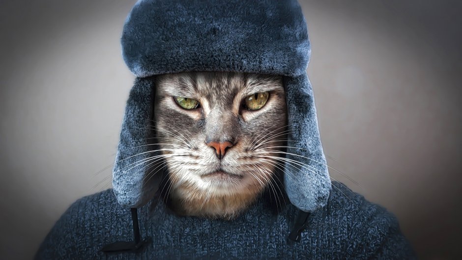 Кот в капюшоне