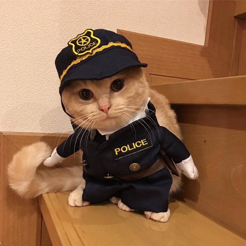 Пес в очках